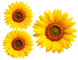 Obraz premium Bright Sunflower Heads Isolated on White Background