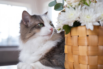 A cute gray cat is sitting on a table at home with a bouquet of flowers. The pets are eating the...