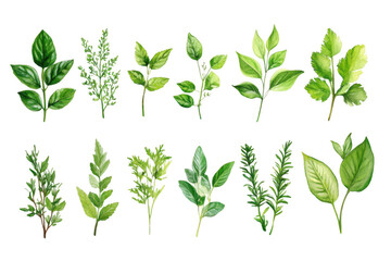 Collection of fresh green herb sprigs and leaves isolated on transparent background