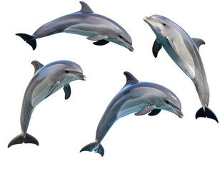 Playful Dolphins Jumping in Isolated Set