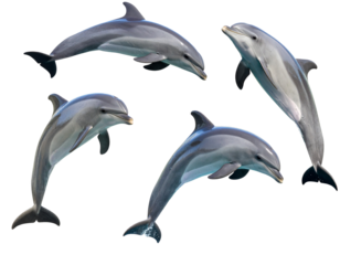Playful Dolphins Jumping in Isolated Set