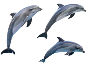 Obraz premium Playful Dolphins Jumping in Isolated Set of Images