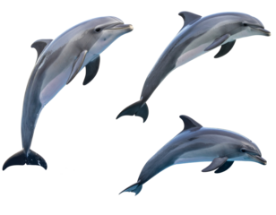 Playful Dolphins Jumping in Isolated Set of Images