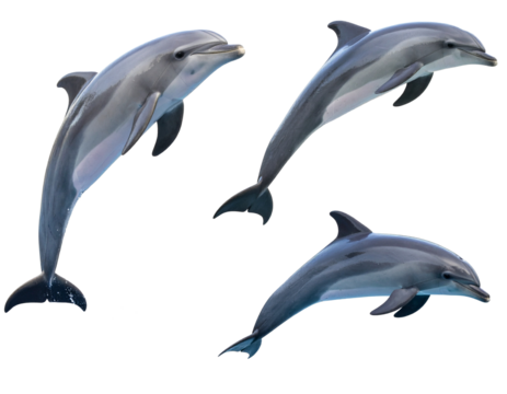 Playful Dolphins Jumping in Isolated Set of Images