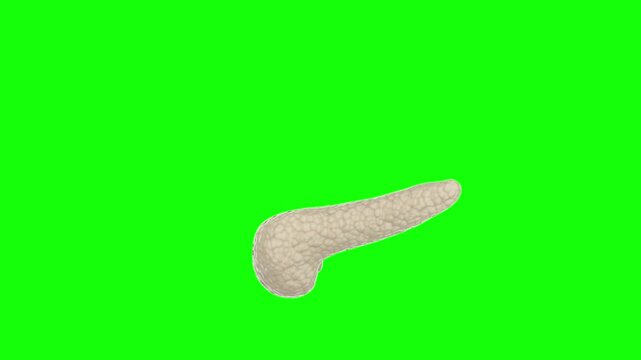 Animated Pancreas with Green Screen Background Perfect for Medical or Educational Videos