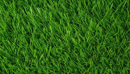 Obraz premium Healthy green grass fills the frame with vibrant color and lush texture—evoking care, vitality, and a serene natural canvas ideal for lawn aesthetics or landscaping visuals.
