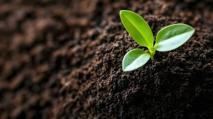 A Tiny Green Sprout Emerging from Rich Dark Soil Representing New Growth and Life