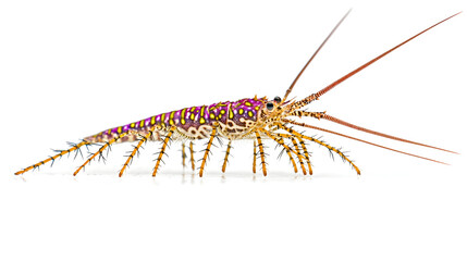 Obraz premium Side view of a colorful lobster