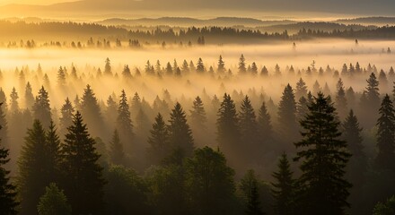 Golden Sunrise over Misty Pine Forest