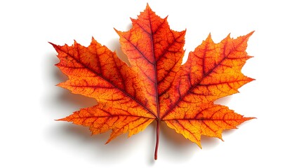 Top down macro view of single autumn maple leaf isolated clean white background detailed leaf vein vibrant orange red tone realistic texture natural shadow sharp focus studio lighting high resolution