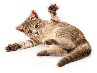 Kitten on white background.