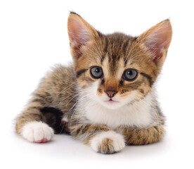Kitten on white background.