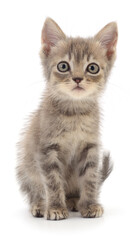 Kitten on white background.