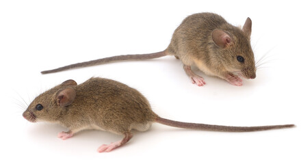 Wood mouse on white.