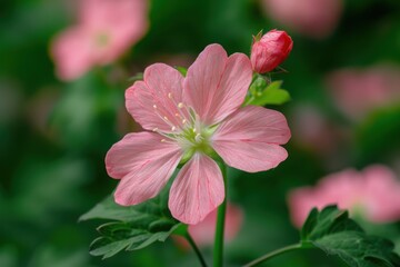 Obraz premium flower