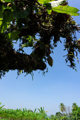 Tree Covered in Parasitic Moss Against Blue Sky
