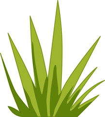aloe vera plant vector illustration.