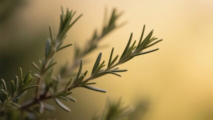 Naklejka premium Several green rosemary sprigs are placed in front of a warm - yellow background, clearly showing their slender needle - shaped leaves. The picture is fresh and warm.