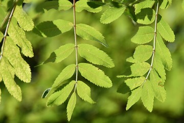 These are green rowan leaves in nature in sunny summer day.