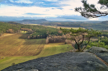 A striking tree on rocks overlooks a vast landscape.