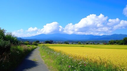 Fototapeta premium Rural road through golden rice paddy, mountains in the distance. Sunny day