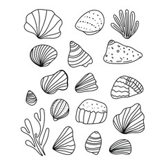 Sea shells and plants. Vector set of marine design elements. 