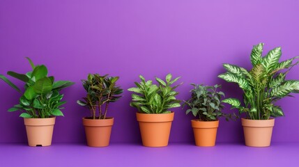 Fototapeta premium Assorted potted plants arranged artistically against a bold purple background