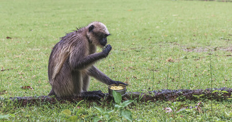 Close up shot of golden langur monkey eating stolen food from people.