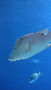 Hogfish (Lachnolaimus maximus) Swimming Over Coral Reef &ndash; 4K Underwater Footage