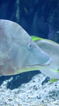 Hogfish (Lachnolaimus maximus) Swimming Over Coral Reef &ndash; 4K Underwater Footage