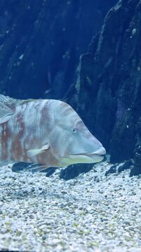 Hogfish (Lachnolaimus maximus) Swimming Over Coral Reef &ndash; 4K Underwater Footage