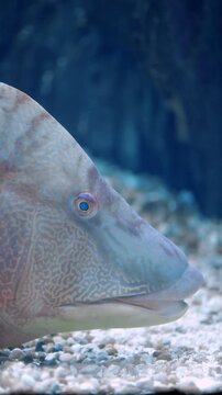 Hogfish (Lachnolaimus maximus) Swimming Over Coral Reef &ndash; 4K Underwater Footage
