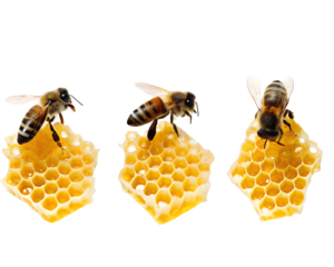 Three bees gathering nectar on honeycomb. A close-up image showcasing bee activity, honeycomb structure, and pollination nature process.