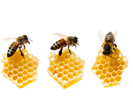 Three bees gathering nectar on honeycomb. A close-up image showcasing bee activity, honeycomb structure, and pollination nature process.