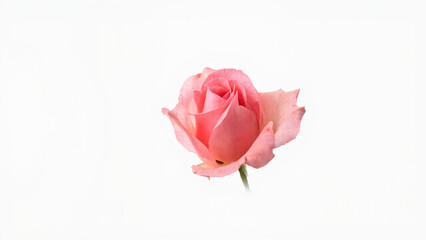 "Single Pink Rose Isolated on White Background", "Close-Up of a Beautiful Pink Rose on White", "Elegant Pink Rose on Clean White Background"
