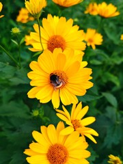 Bumblebee on a Yellow Heliopsis flower. Vibrant yellow Heliopsis flowers in lush green foliage. plant of Asteraceae family. Vertical