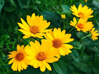 Vibrant yellow Heliopsis flowers in lush green foliage. plant of Asteraceae family