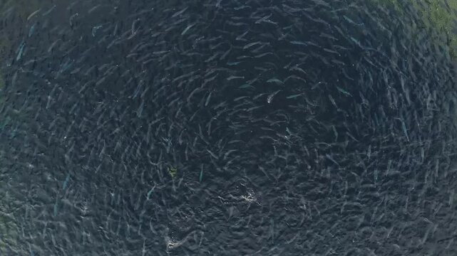 Aerial view of rainbow trout in fish farm, salmon fry in net cages, aquaculture pisciculture.