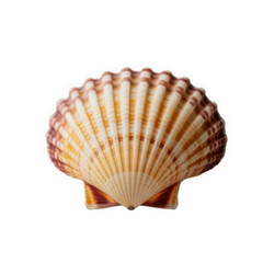 Fototapeta premium A close-up shot of a shell on a white background