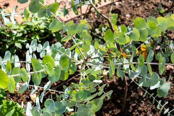 Eucalyptus, outdoor plant, leave and branch
