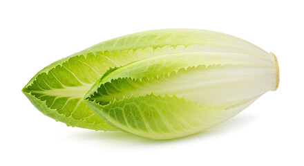 Fresh Chicory Salad Leaf Closeup.