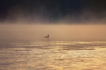 A single bird glides silently over the misty lake in the morning light.