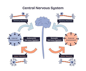 Central nervous system diagram shows brain, neurons, and pathways connecting sensory and motor functions in a doodle style diagram. Doodle style diagram