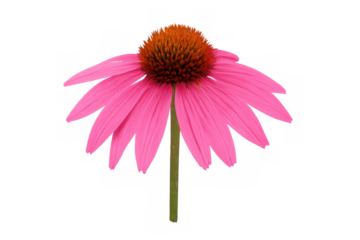 Vibrant pink coneflower in full bloom, isolated on a transparent background, showcasing its delicate petals and prominent central cone