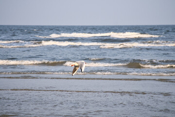 A lonely seagull glides elegantly over the vast sea under clear skies.