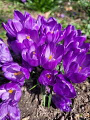 Krokusse