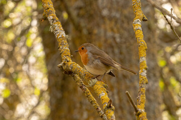 European robin perched on a branch in a lush forest, intently observing its surroundings with curiosity, surrounded by vibrant green leaves and dappled sunlight filtering through the trees