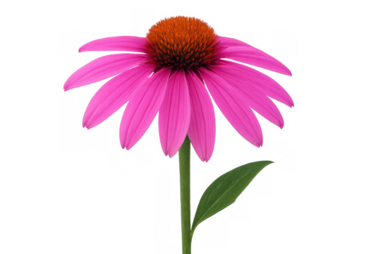 Pink coneflower showcasing its vibrant petals and central cone, isolated on a transparent background