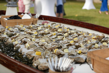 Plateau d'huitres, crustacés