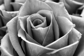 Black and white image of a rose, textured petals radiate timeless elegance